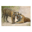 Suche nach indischer tiger poster Jung