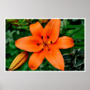 Recherche de tulipe rose posters Plante