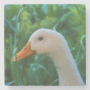 Suche nach weiße vögel untersetzer Natur