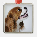 Recherche de petit chien ornements Animal