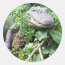 Suche nach gator aufkleber Tier