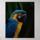 Suche nach blauer papagei poster Natur