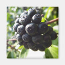 Suche nach beeren magnete Frucht
