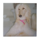 Suche nach blonde fliesen Hund