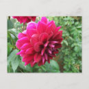 Suche nach dahlien postkarten Blume