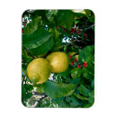 Recherche de jaune citron magnets Citrons