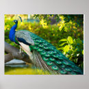 Suche nach pfau schwanz poster Bunt