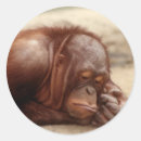 Recherche de monkey autocollants Animal