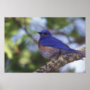 Suche nach gartenvögel poster Tier