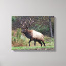 Suche nach stier kunst Elch