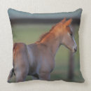 Suche nach fohlen kissen Reiter