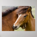 Recherche de poney islandais posters Mare