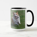 Recherche de gallois photographie Chien