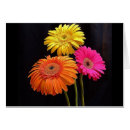 Suche nach gerberas Flora