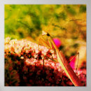 Suche nach sedum Natur