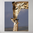 Suche nach mara Giraffe