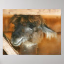 Recherche de peinture lama posters Alpaga
