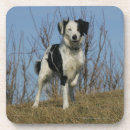 Suche nach beine untersetzer Hund