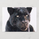 Recherche de jaguar invitations Animaux sauvages