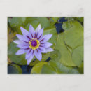 Suche nach antillen postkarten Tropisch