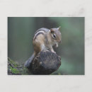 Recherche de tamia cartes postales Forêt