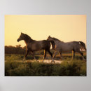 Suche nach arabisches pferd poster Rasse