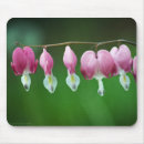 Suche nach frühlings blumen mousepads Rosa