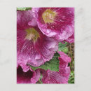 Recherche de hollyhock posters Printemps