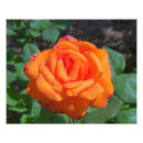 Recherche de hybride posters Floral