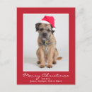 Recherche de noël de terrier photographie Image couleur