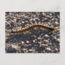 Recherche de le géant cartes postales Désert