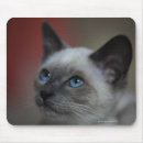 Recherche de chaton tapis souris Plaisir