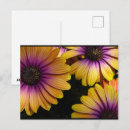 Recherche de osteospermum cartes postales Fleurs