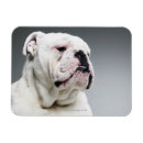 Recherche de taureaux magnets Animal