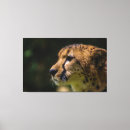Suche nach gepard leinwandbilder Wandkunst