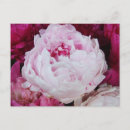 Recherche de fuschia cartes postales Rose