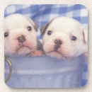 Suche nach englische bulldoggen untersetzer Niedlich