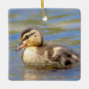 Suche nach stockenten schmuck Wildtiere