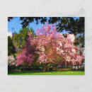 Suche nach magnolienbaum Frühling