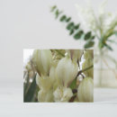 Suche nach yucca postkarten Blume