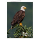 Suche nach weisskopfseeadler postkarten Amerikanischer adler