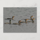 Suche nach kormoran postkarten Vögel