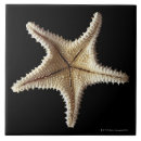 Suche nach tierthemen wohnen zuhause Starfish