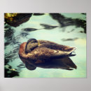 Suche nach mallard poster Tierwelt