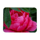 Recherche de pivoine magnets Rose