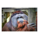 Recherche de singe drôle posters Orangoutan