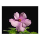 Suche nach lavendel foto poster Fotografie
