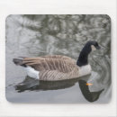 Suche nach kanada gänse mousepads Tierwelt