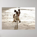 Recherche de canine posters Plage