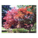 Recherche de érable japonais posters Arbre